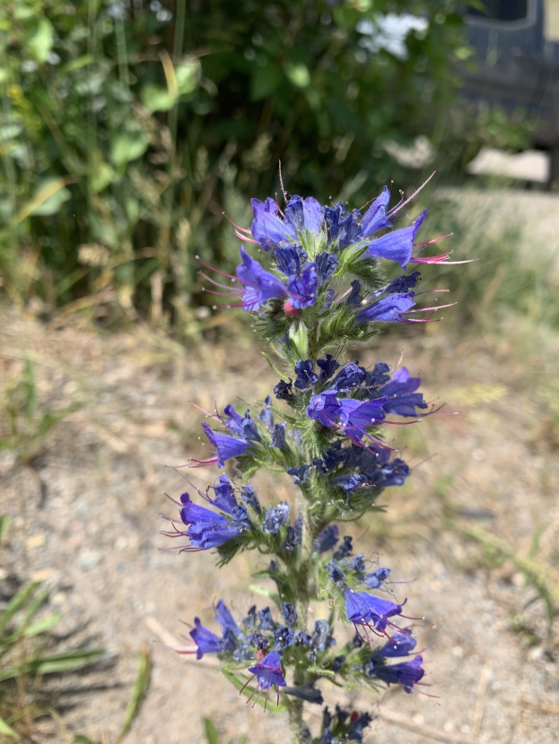 Nahaufnahme einer leuchtend violetten Distelblüte in einem Feld mit grünen Pflanzen und einem Fahrzeug im Hintergrund.