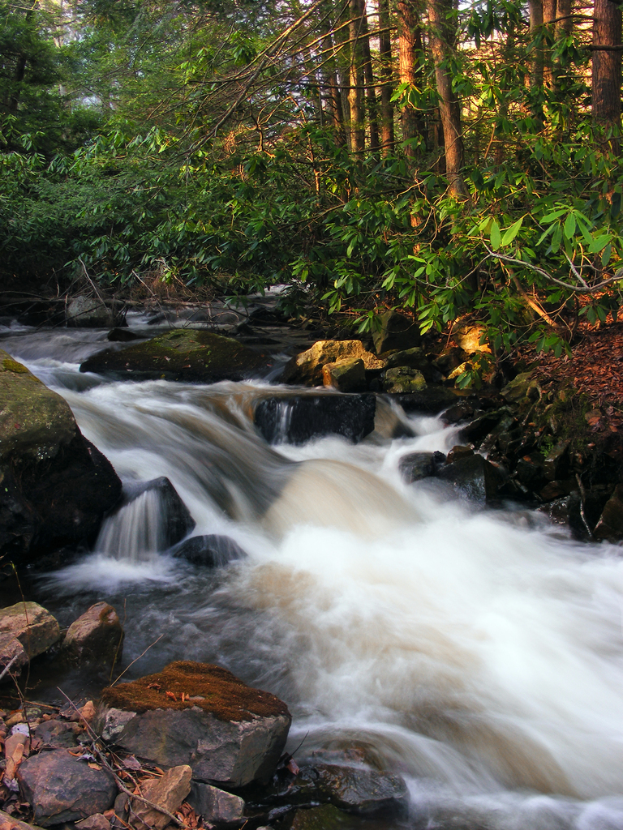 Ein Gewässer, möglicherweise ein Flussarm, mit Steinen, Zweigen und Felsen am Boden und Bäumen im Hintergrund.