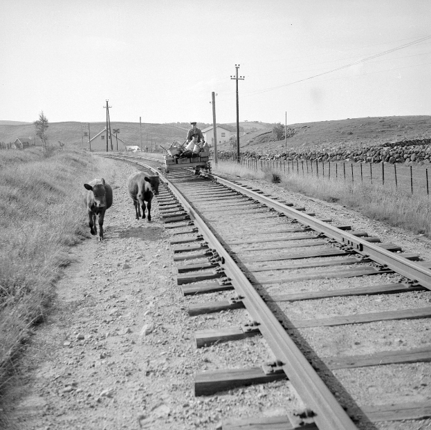 Schwarzes und weißes Foto von zwei Kühen, die auf den Eisenbahnschienen laufen, mit einer Person auf einem Fahrzeug im Vordergrund, Gras und einem Zaun auf beiden Seiten und Häusern, Bäumen und Pfählen im Hintergrund.