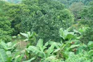 Eine Gruppe von Bäumen, die zusammen in einer natürlichen Umgebung stehen.
