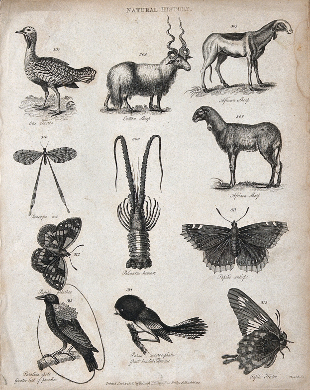 Ein altes Buch mit Illustrationen von einem Reh, einem Vogel und einem Schmetterling sowie begleitendem Text.