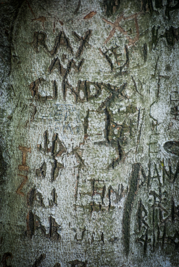 Text ist auf der Oberfläche eines Baumstamms sichtbar.