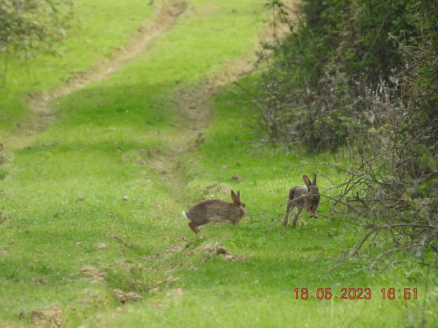 Zwei Kaninchen laufen über ein grünes Feld mit Bäumen auf beiden Seiten, Text am unteren Rand des Bildes.