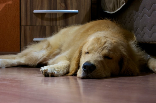 Ein cremefarbener, flauschiger Hund, der auf einem Holzboden schläft, mit sichtbaren Schubladen im Hintergrund.