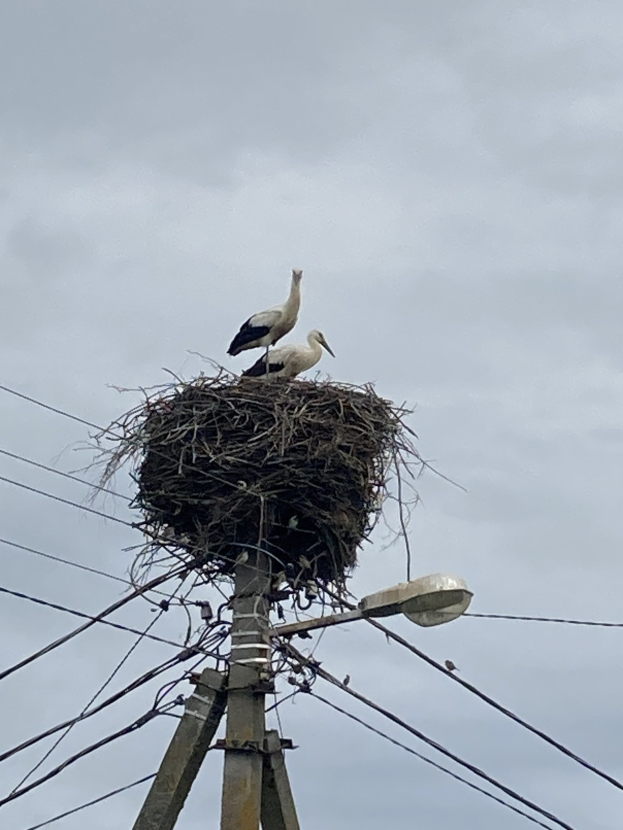 Zwei Weißstörche auf einem Nest auf einem Mast, mit einer Straßenlaterne beleuchtet, vor einem Himmelhintergrund und Stromleitungen.