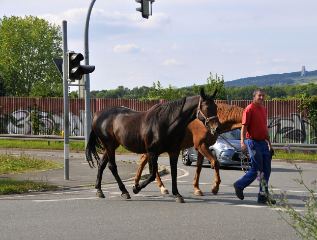 Eine Person überquert eine Straße und hält die Zügel von zwei Pferden, im Hintergrund sind ein Auto, ein Zaun und Bäume zu sehen.